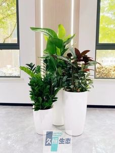 虎丘写字楼办公室公共区域走道绿植租摆高中低搭配